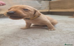 Labrador Retriever dogs for sale: 1 BOY LEFT!! Fox Red Labrador - Working Lines - Image 17