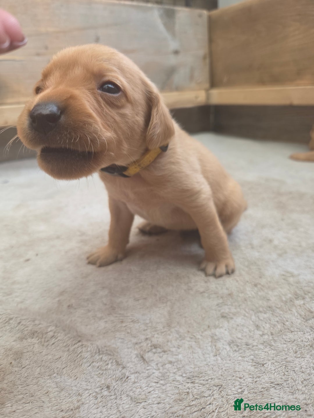 Labrador Retriever dogs for sale: 1 BOY LEFT!! Fox Red Labrador - Working Lines - Image 17