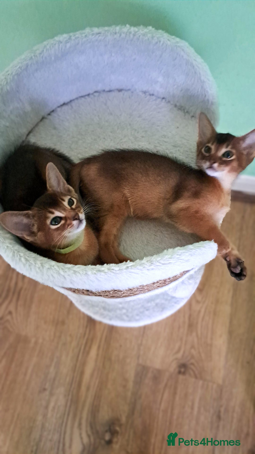 Abyssinian cats for sale: 5⭐️ TICA Pedigree Abyssinian Kittens - Advert 9