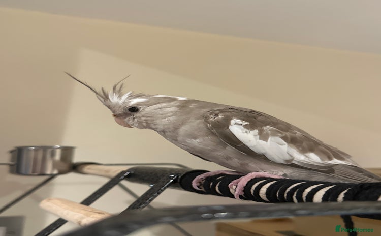 Cockatiels birds - Advert 17