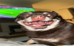 Pomchi dogs for sale: Choco- Reluctant rehoming - Image 7