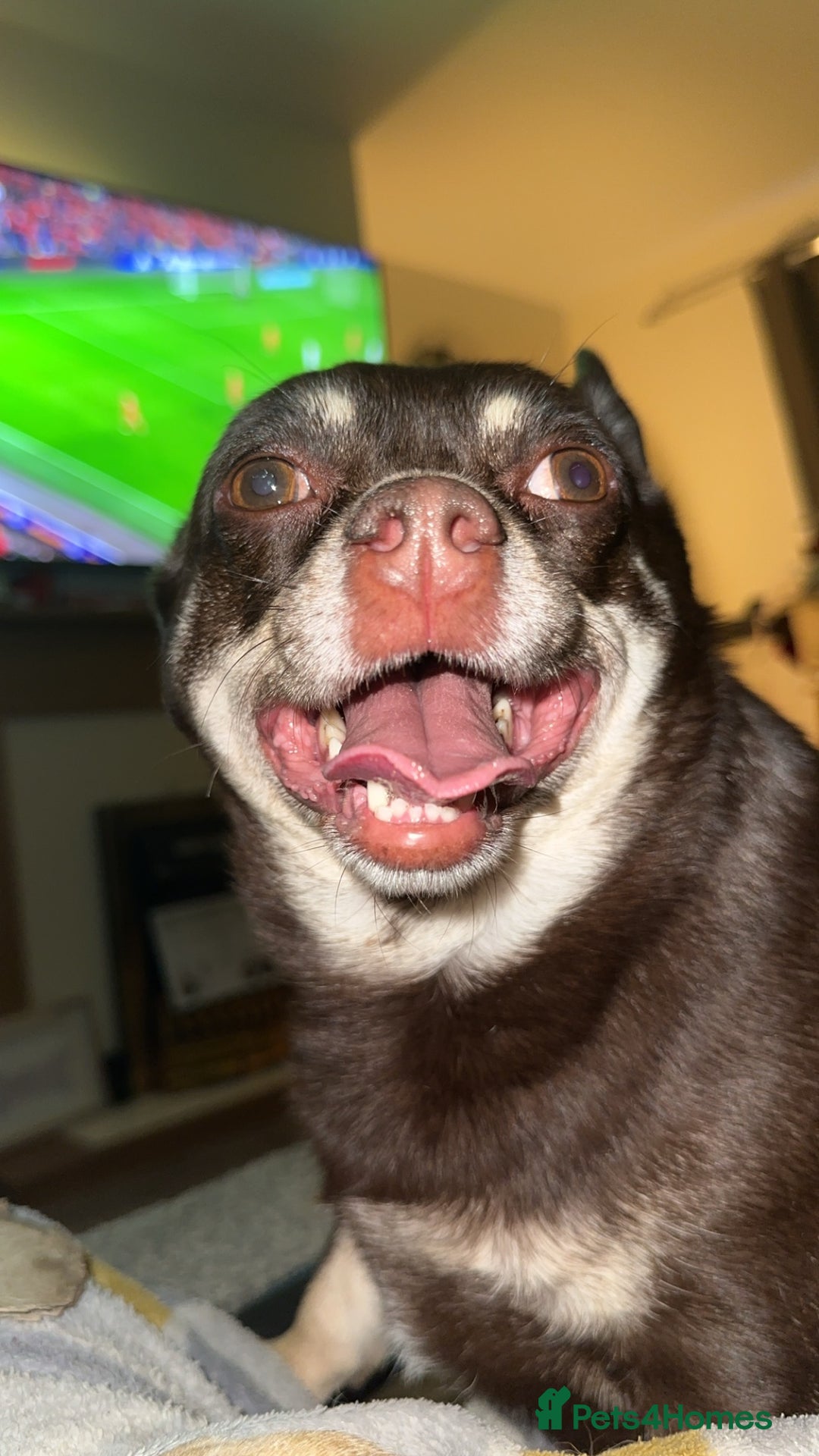 Pomchi dogs for sale: Choco- Reluctant rehoming - Image 7