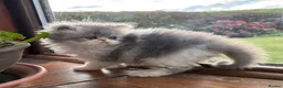 Exotic cats for sale: 2 Exotic kittens both fluffy male and female  - Advert 5