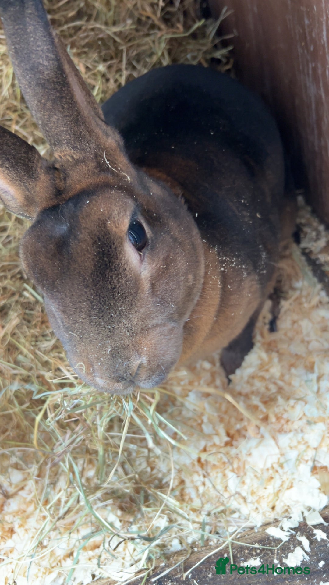 Mixed Breed rabbits for sale: Rabbits for sale  - Advert 6