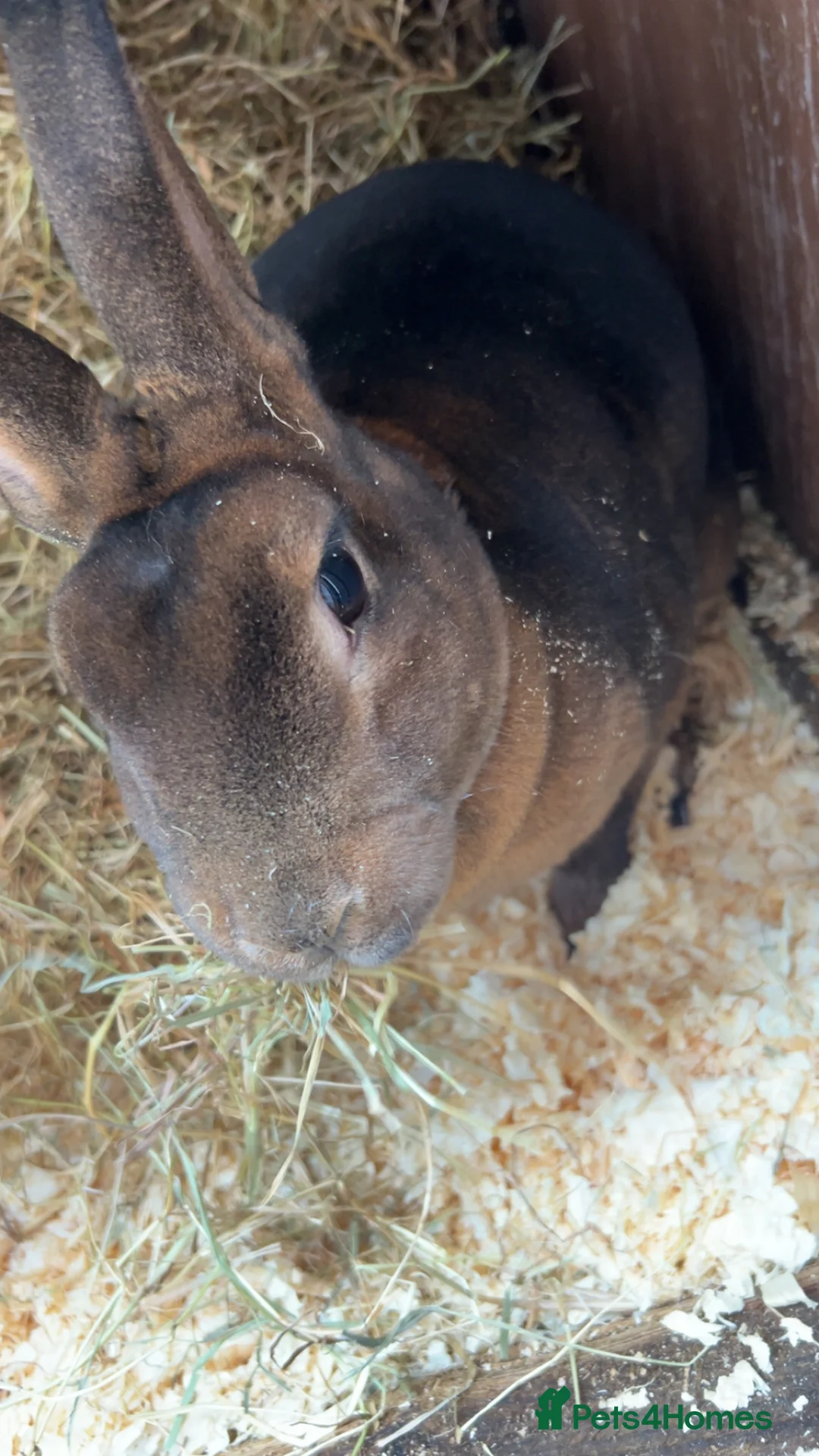 Mixed Breed rabbits for sale: Rabbits for sale  - Advert 6