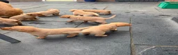 Labrador Retriever dogs for sale: Red Labrador puppies  - Advert 1
