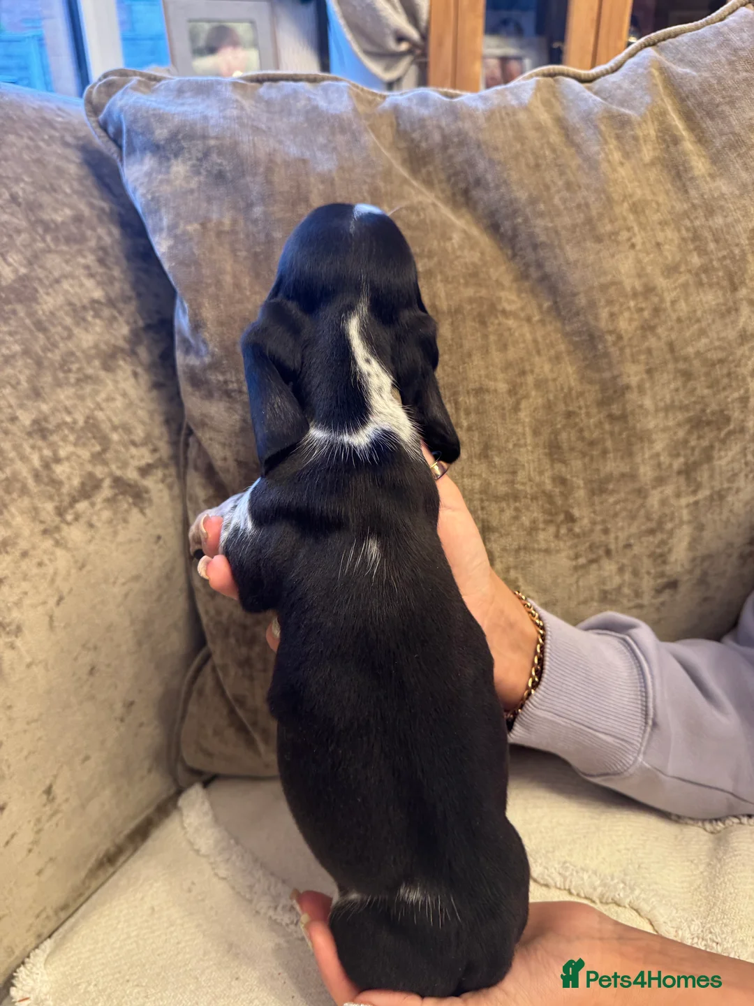 Miniature Dachshund dogs for sale: Miniature Dachshund puppies - Advert 8