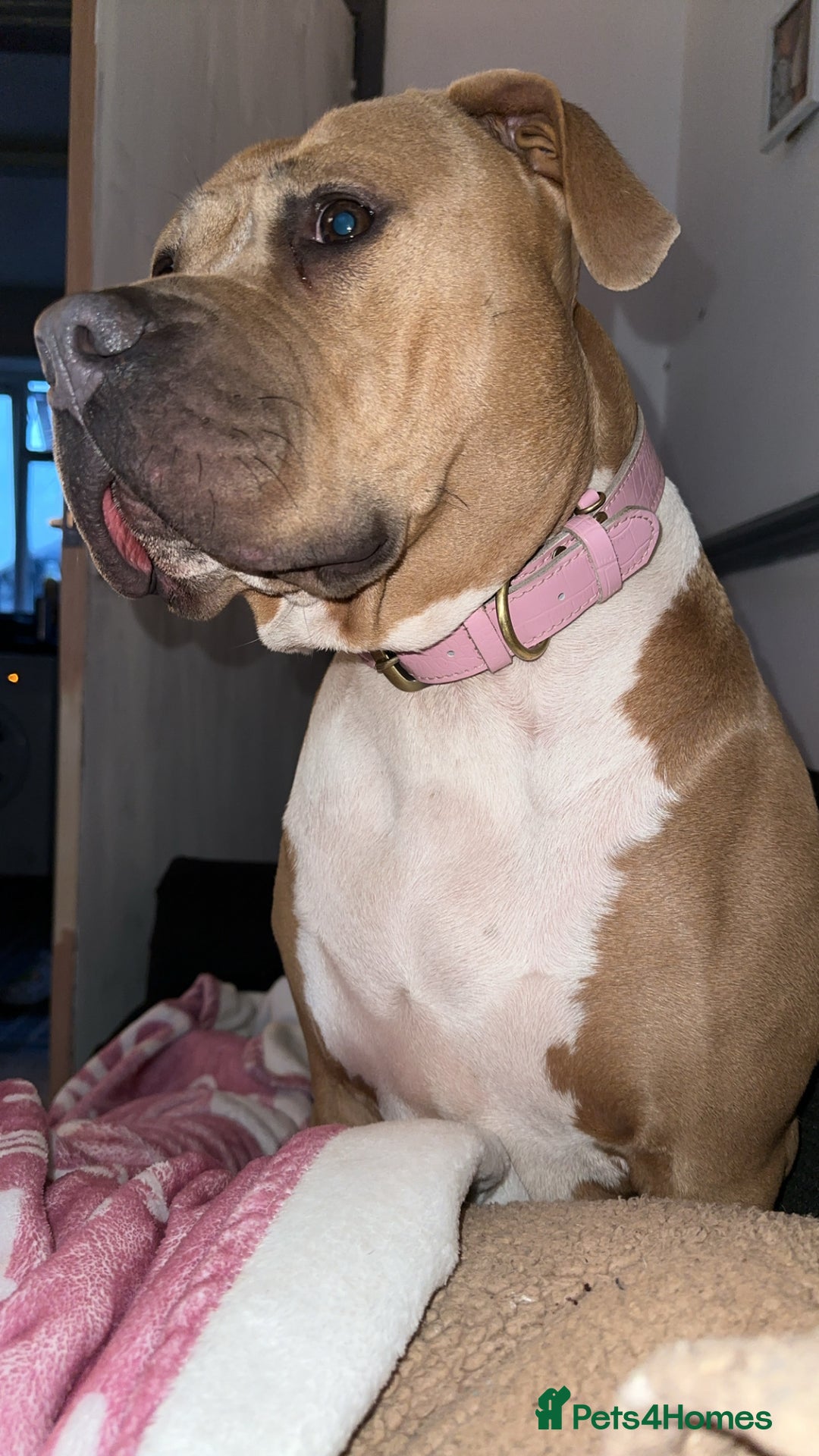 American Bulldog dogs for stud: Looking for a stud - Advert 1