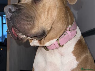 American Bulldog dogs Looking for a stud - Advert 1