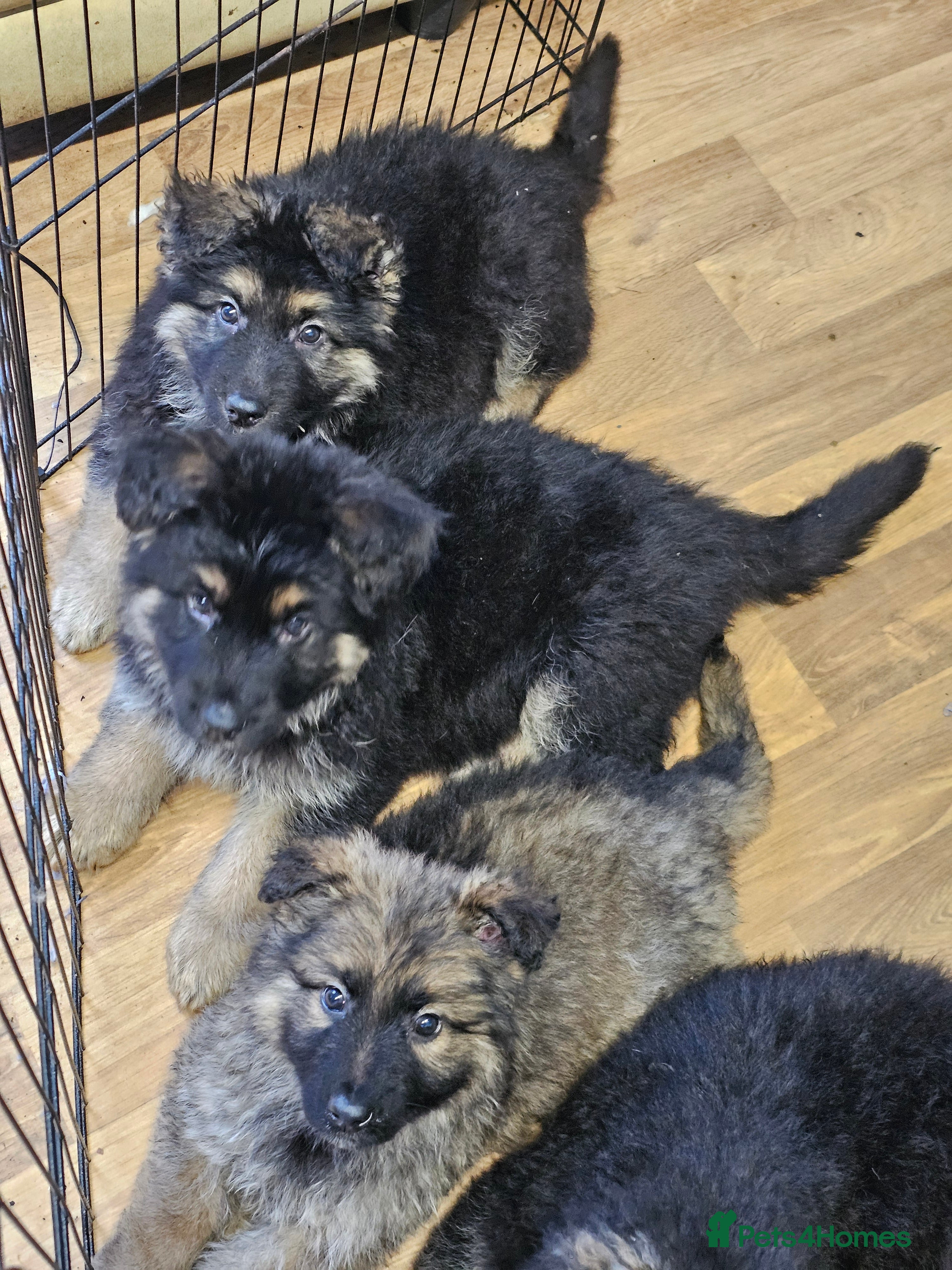 German Shepherd dogs German Shepherd puppies Kc registered  - Advert 3
