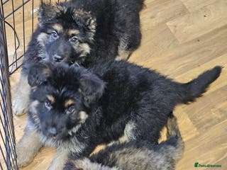 German Shepherd dogs German Shepherd puppies Kc registered - Advert 3