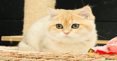 British Shorthair cats - Advert 3