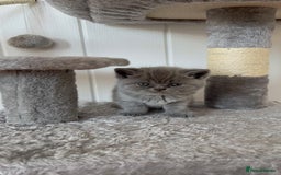 British Shorthair cats for sale: British Shorthair Kittens – 1 Boy & 3 Girls - Image 6