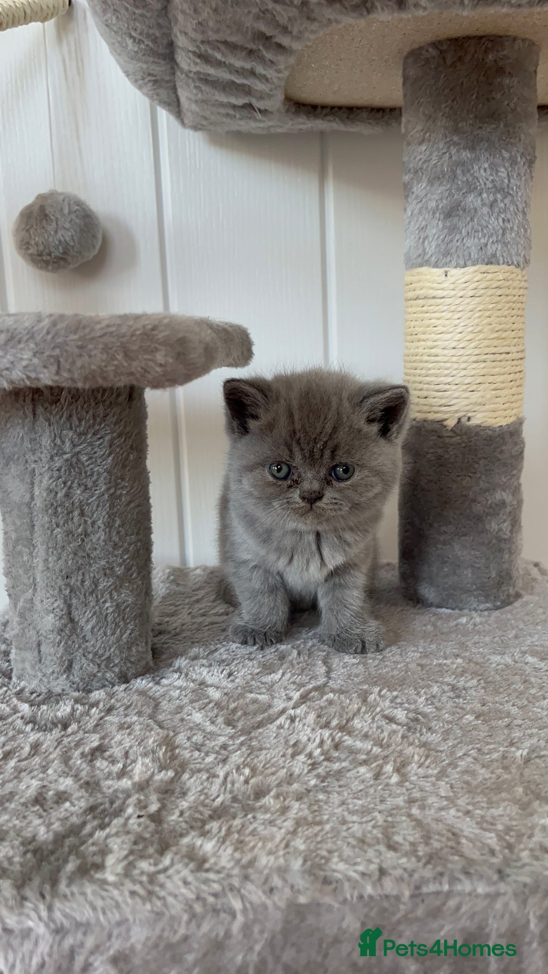 British Shorthair cats for sale: British Shorthair Kittens – 1 Boy & 3 Girls - Image 6