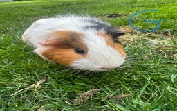 Guinea Pig rodents for sale: Female and male guinea pigs for sale  - Image 14