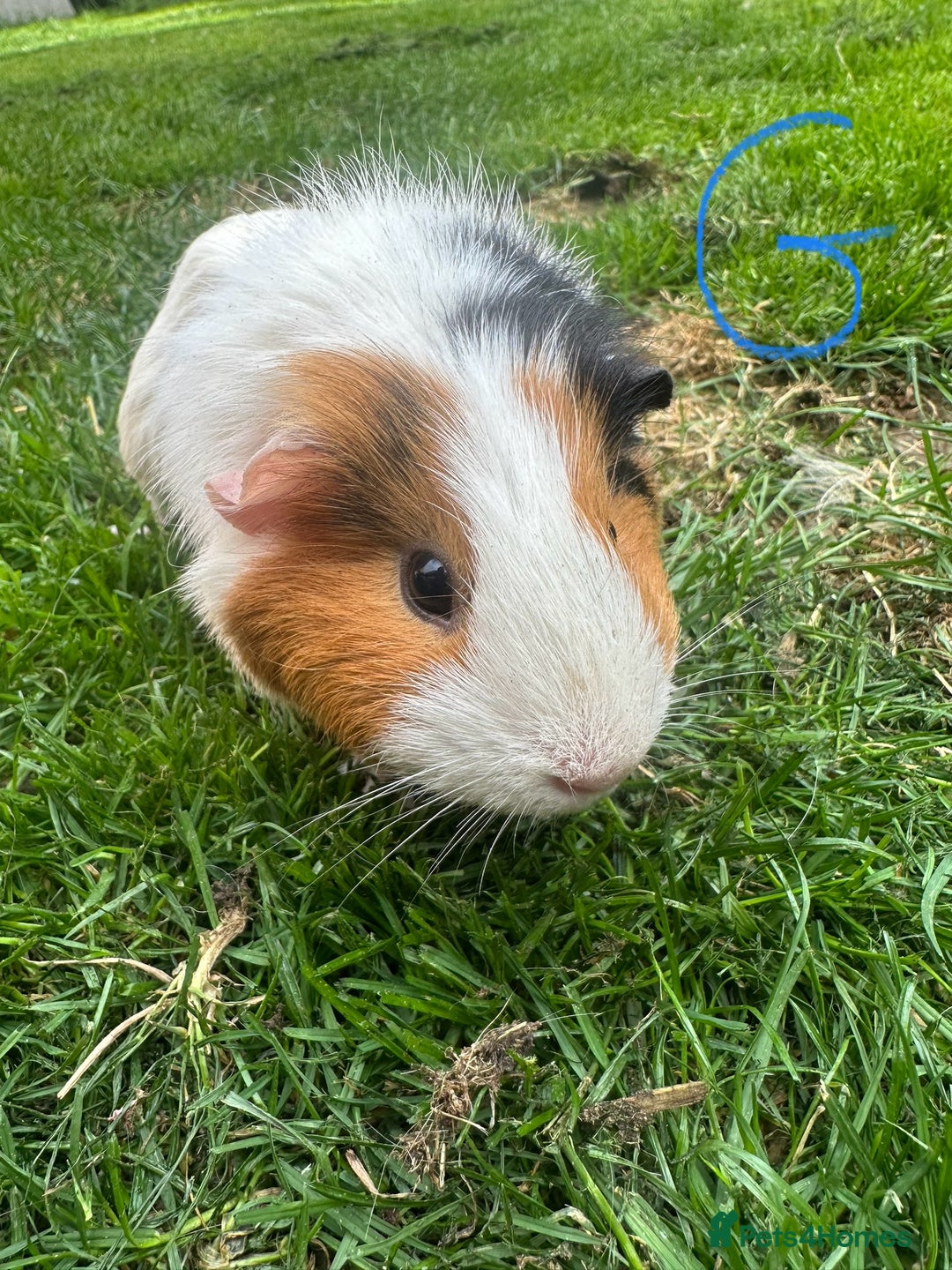 Guinea Pig rodents for sale: Female and male guinea pigs for sale  - Image 14