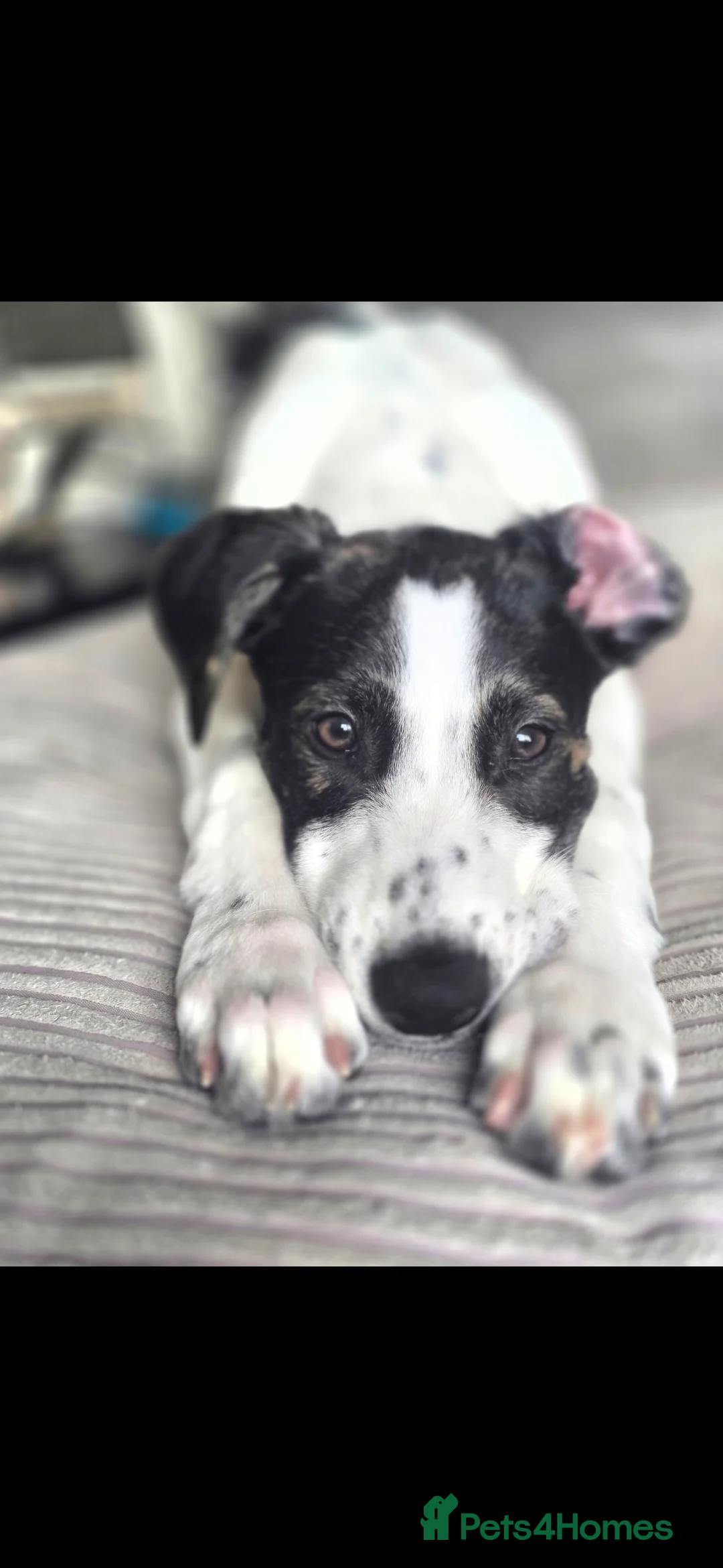 Mixed Breed dogs for sale: 8 month old lurcher cross - Advert 5