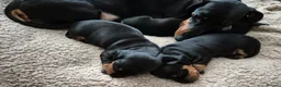 Dachshund dogs for sale: Beautiful Miniature Dachshunds  - Advert 10