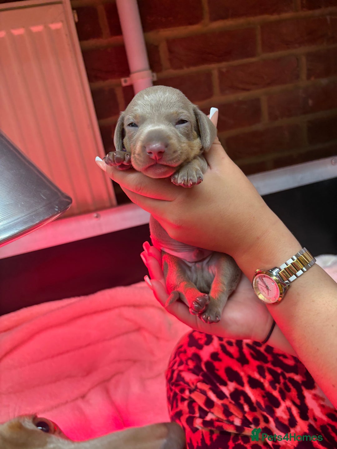 Miniature Dachshund dogs for sale: 4 Beautiful isabella Tan&Dapple mini dachshunds - Advert 9