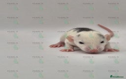 Rat rodents for sale: Our latest litter from Pearls Rodents - Image 1