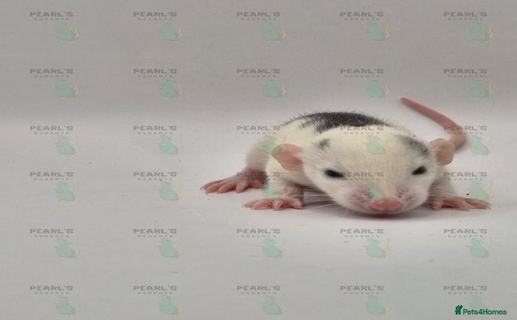Rat rodents - Advert 8