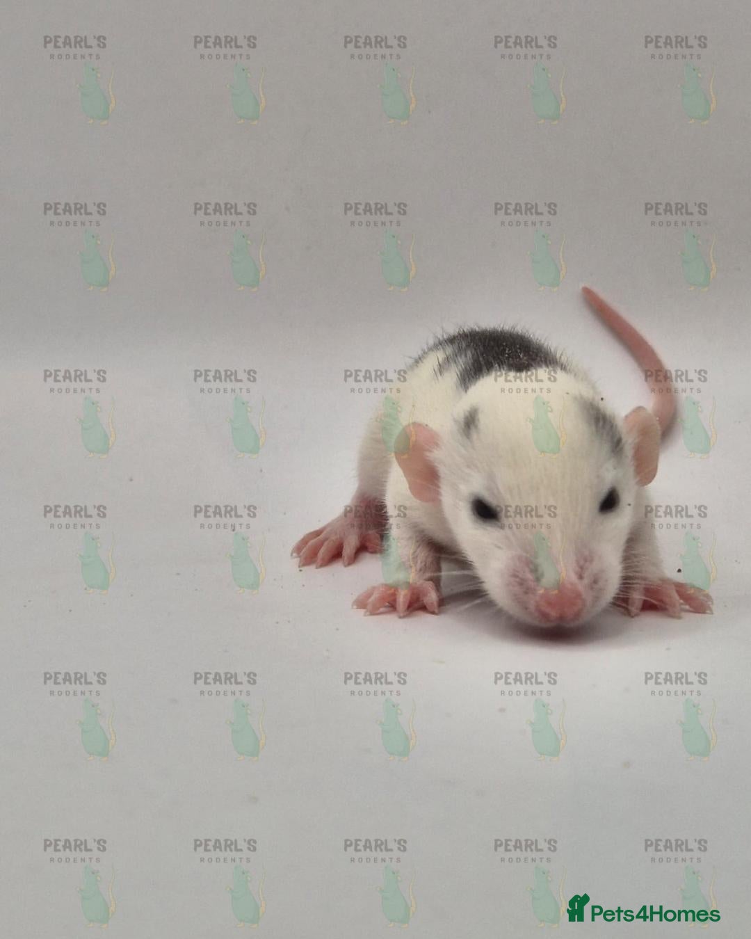 Rat rodents for sale: Our latest litter from Pearls Rodents - Image 1
