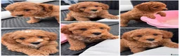 Cavapoochon dogs for sale: Miniature Cavapoochon Puppies for Sale - Advert 5