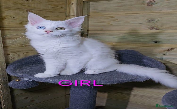 Maine Coon cats - Advert 2