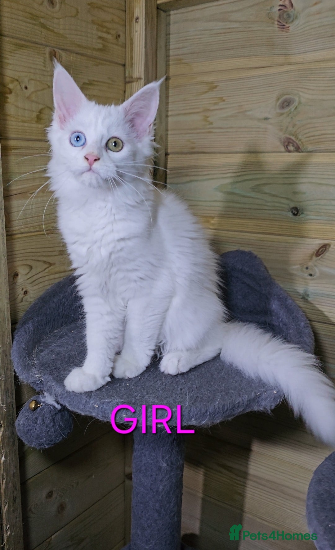 Maine Coon cats for sale: MAINE COON  - Image 1