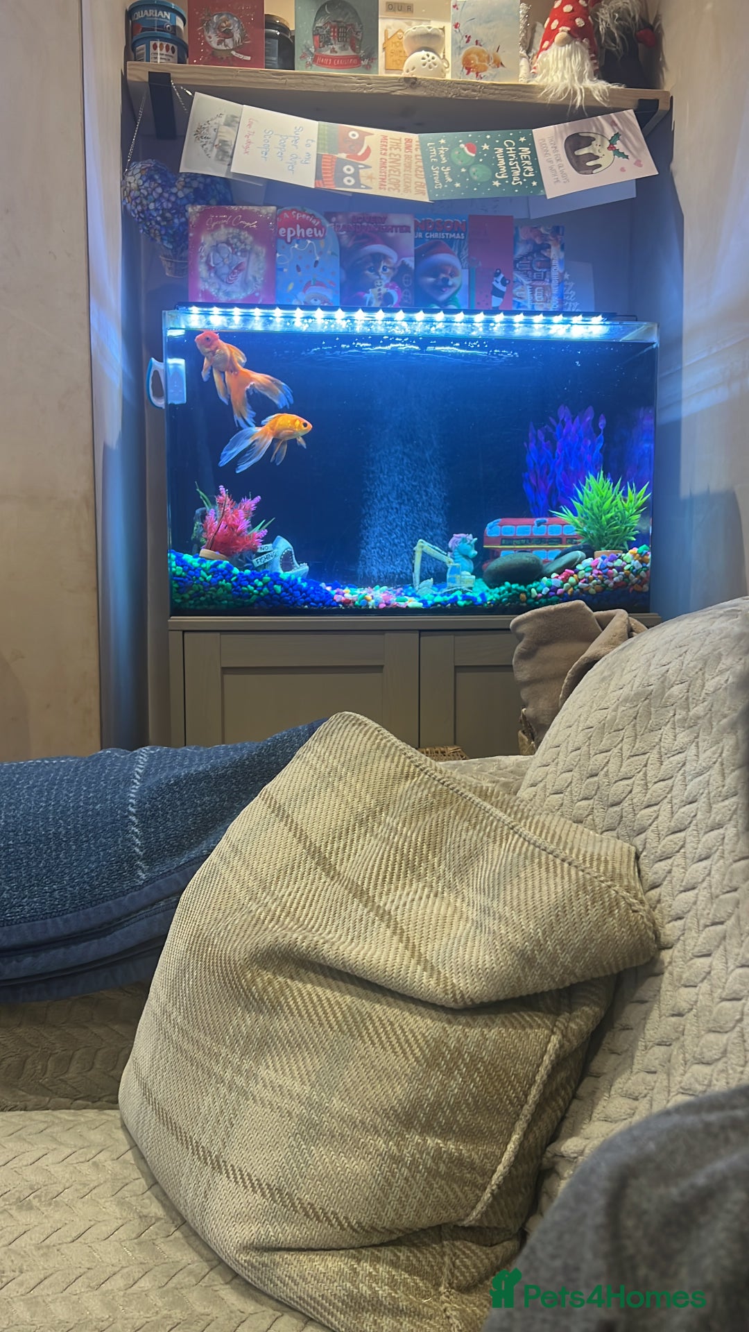 Goldfish fish for sale: Multiple fish  - Advert 2