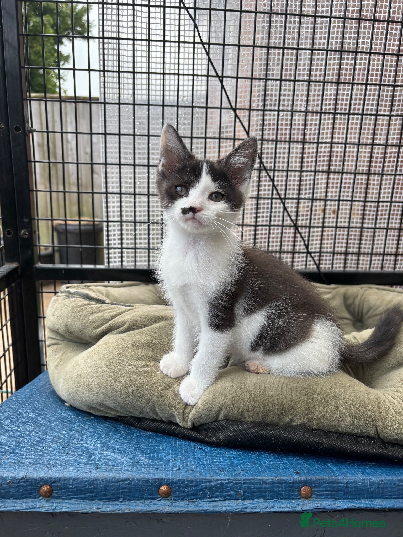 Maine Coon cats Maine coon cross kittens LAST FEMALE - Advert 1