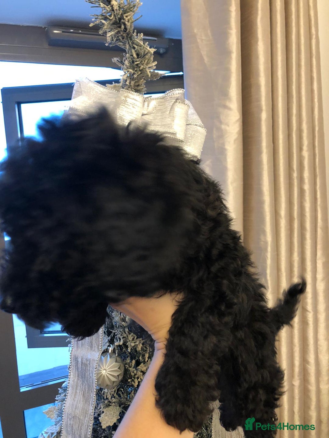 Toy Poodle dogs for sale: 5 toy poodles unique markings  - Advert 19