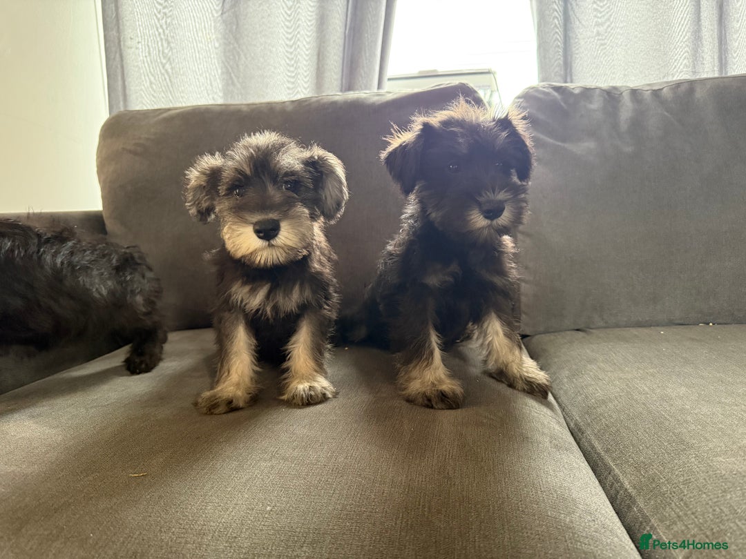 Miniature Schnauzer dogs for sale:  1 boyleft!Miniature  Schnauzer puppies for sale  - Image 12