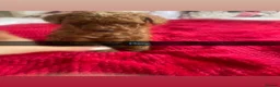 Toy Poodle dogs for sale: Toy Poodle  - Advert 14