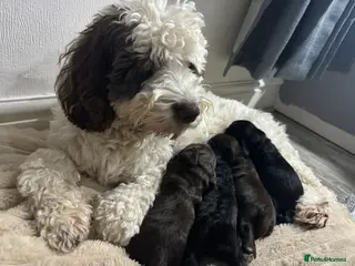 Cockapoo dogs Cockapoo puppies for sale - Advert 1