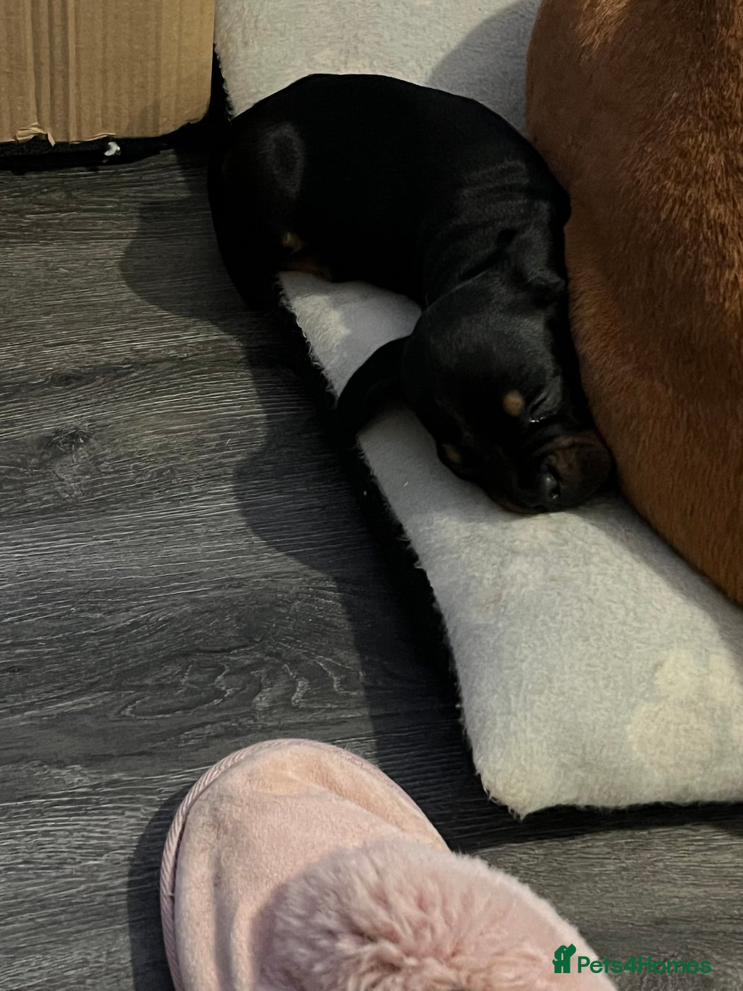 Mixed Breed dogs for sale: Miniature dachshund X French bulldog  - Image 28