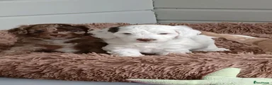 Cockapoo 1