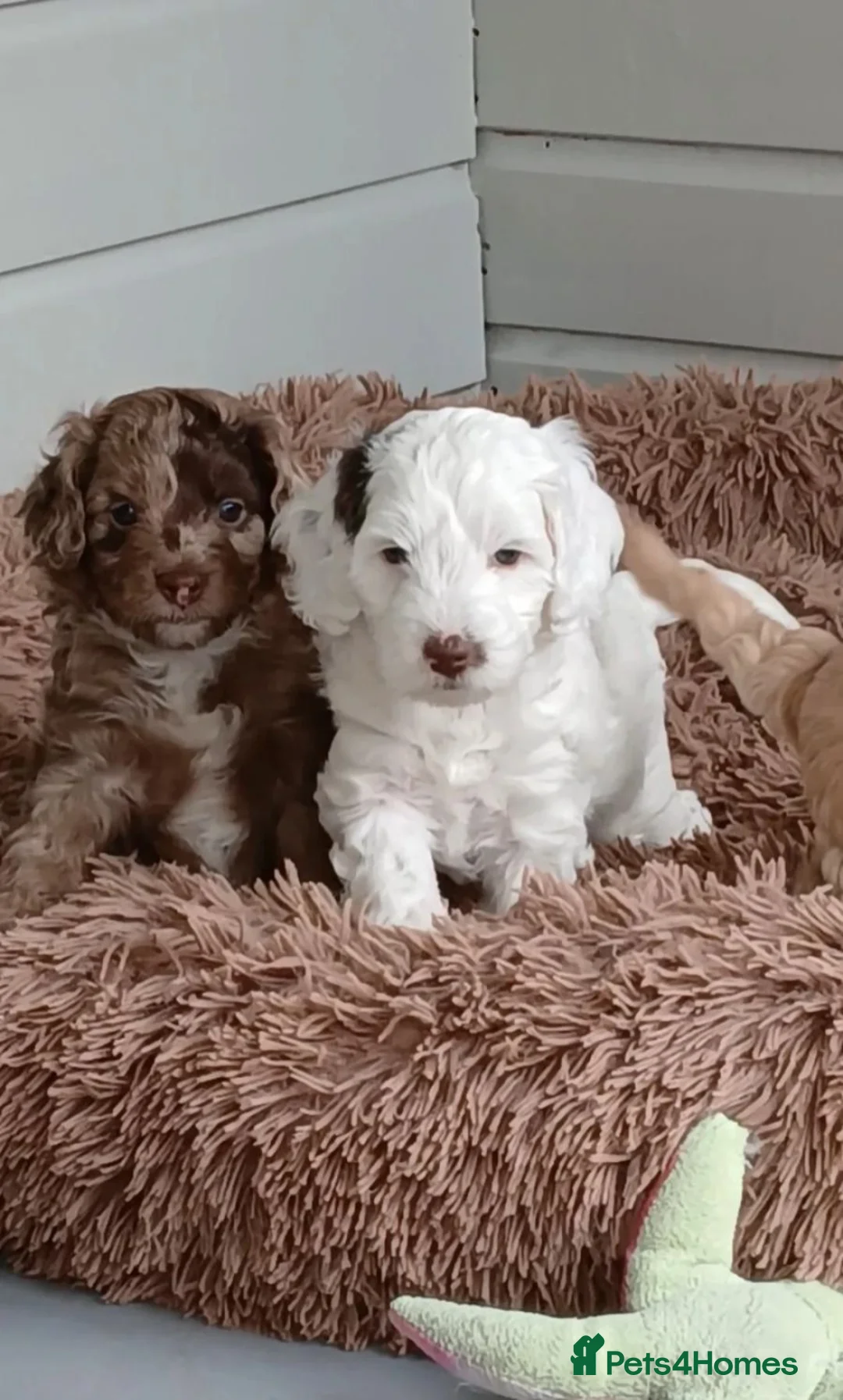 Cockapoo dogs for sale: Adorable Cockapoo Puppies Looking for Loving Homes in Faversham - Advert 2