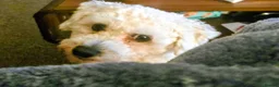 Bichon Frise dogs for sale: Male beshon frise  - Advert 8