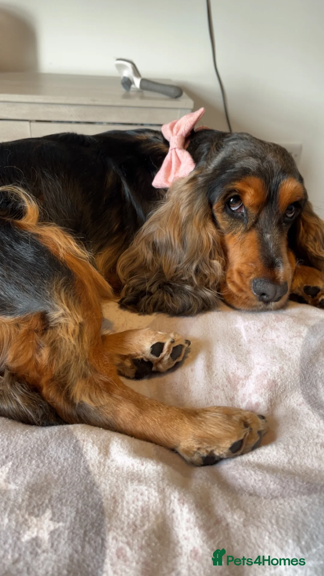 Cocker Spaniel dogs for sale: 3 year old female cocker spaniel  - Advert 2