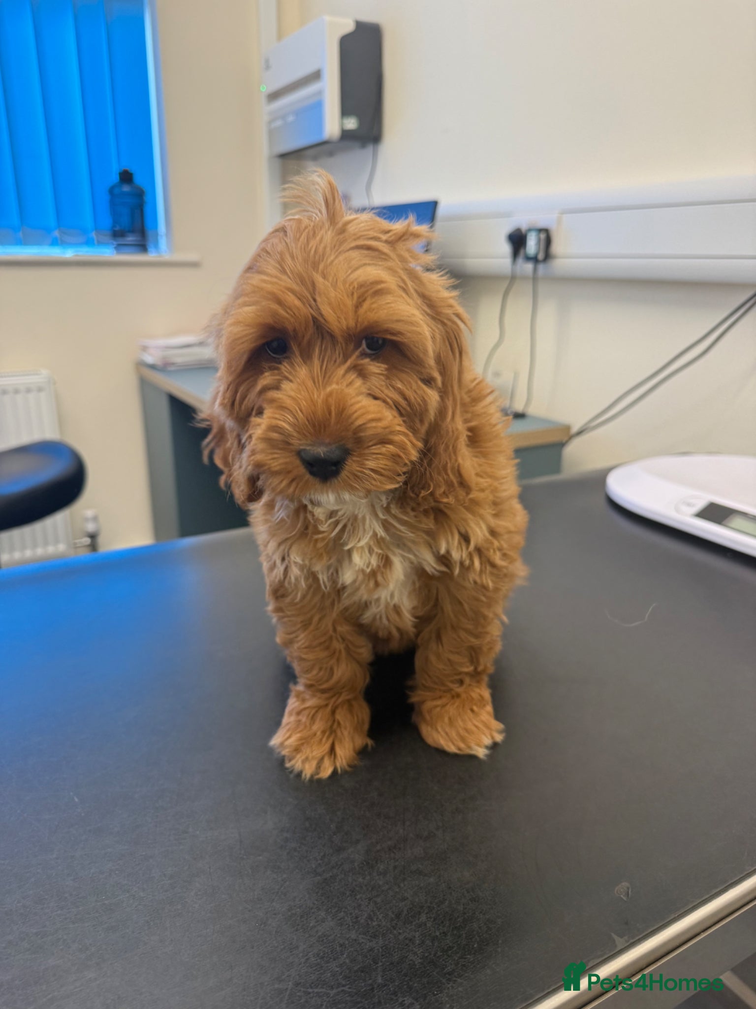 Cockapoo dogs for sale: Ginger the Cockapoo - Advert 5