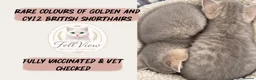 British Longhair cats for sale: Last boy Available- Golden Lilac BHS Ready Now !  - Advert 15