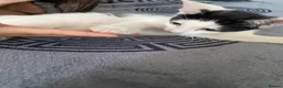Mixed Breed cats for sale: 4 beautiful kittens! - Advert 5