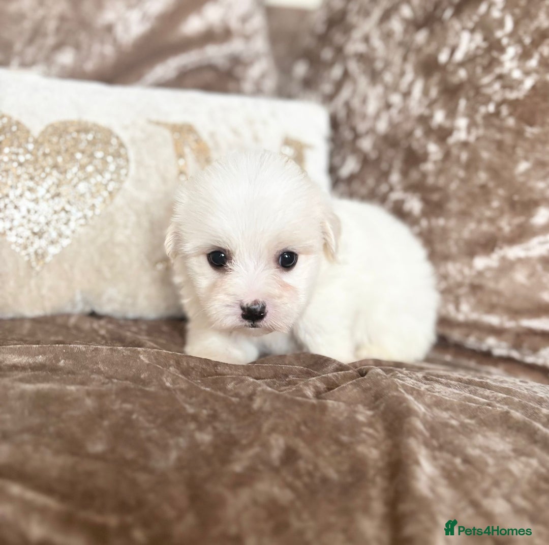 Coton De Tulear dogs for sale: Coton de Tulear puppies  - Image 12