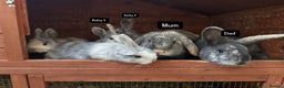 Mixed Breed rabbits for sale: Bunny family  - Advert 1