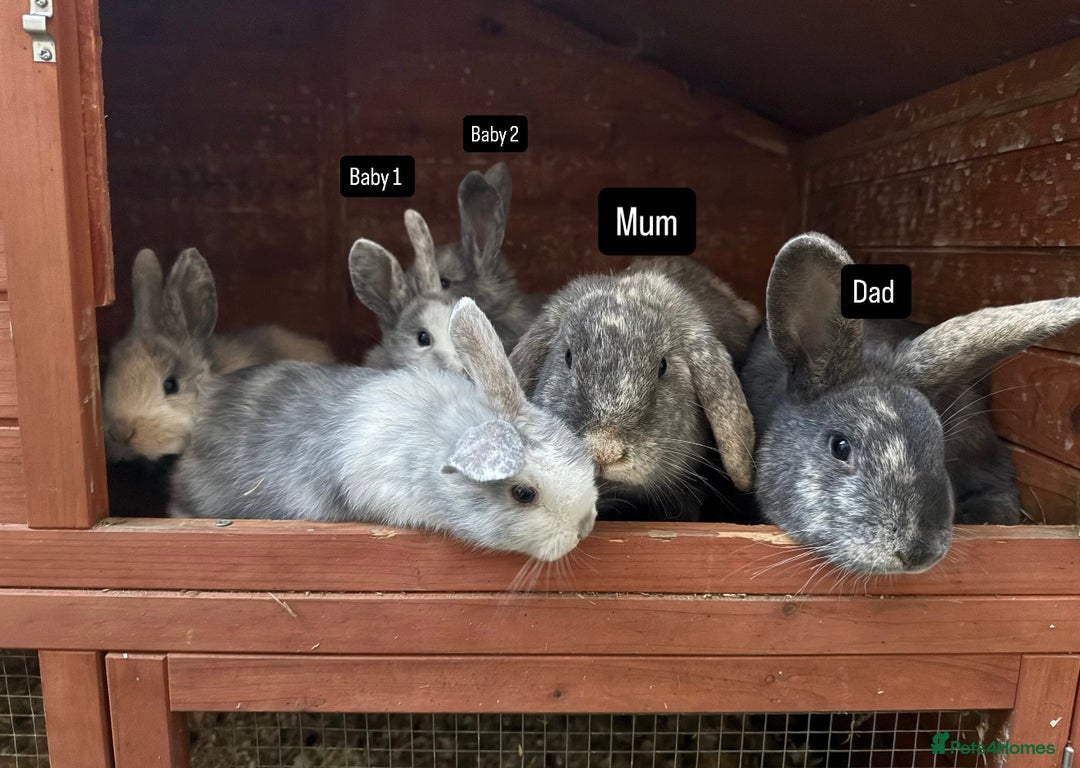 Mixed Breed rabbits for sale: Bunny family  - Advert 1