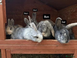 Mixed Breed rabbits Bunny family - Advert 1