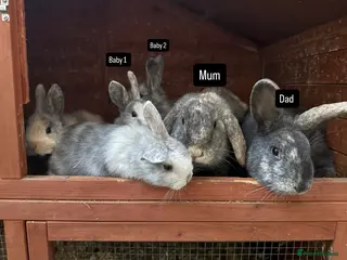 Mixed Breed rabbits Bunny family - Advert 13