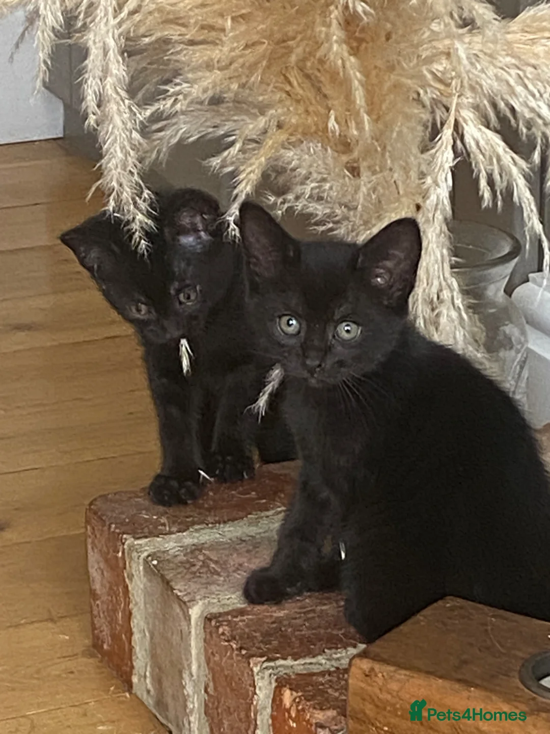 British Shorthair cats for sale: Two beautiful male black kittens - Advert 3