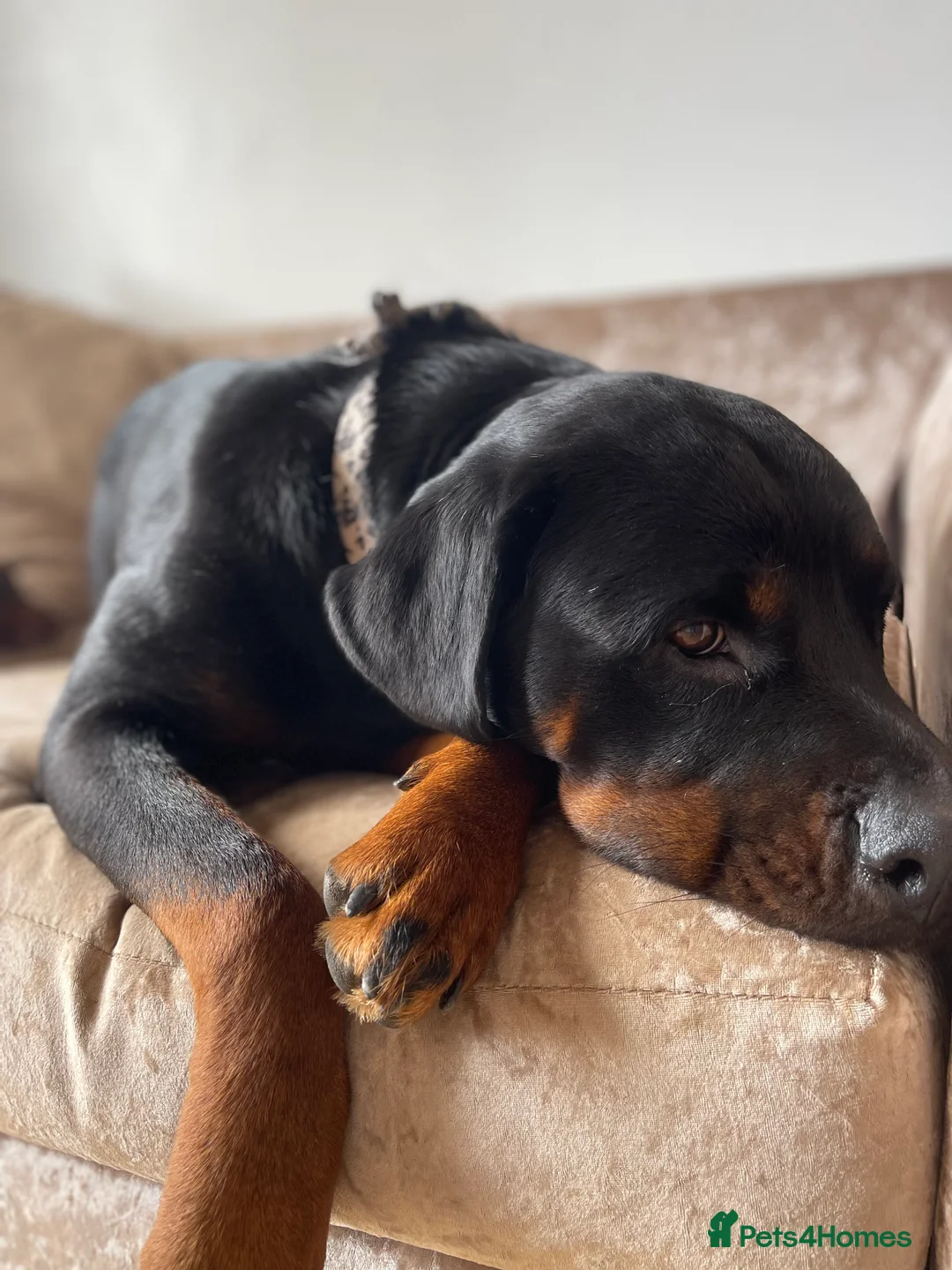 Rottweiler dogs for sale: Rottweiler pups ready to reserve.  - Advert 19